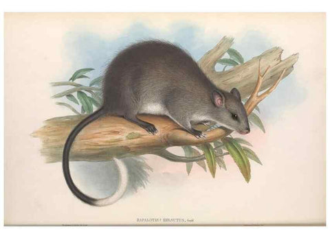 Reproducción/Reproduction 36768427776: The mammals of Australia.. London,Printed by Taylor and Francis, pub. by the author,1863.