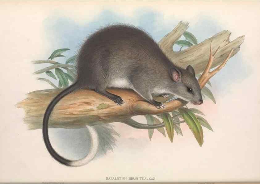Reproducción/Reproduction 36768427776: The mammals of Australia.. London,Printed by Taylor and Francis, pub. by the author,1863.