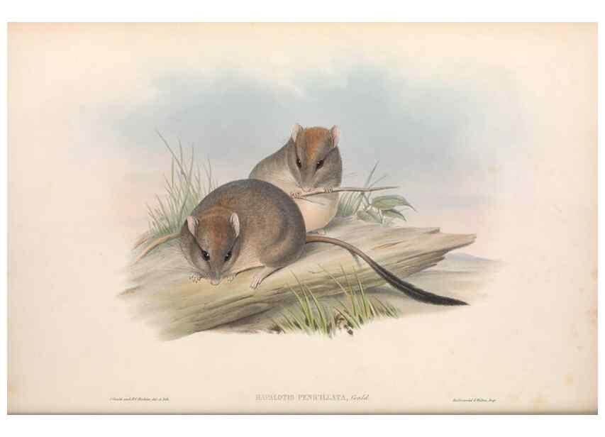 Reproducción/Reproduction 36768429906: The mammals of Australia.. London,Printed by Taylor and Francis, pub. by the author,1863.