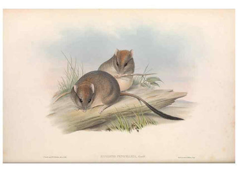 Reproducción/Reproduction 36768429906: The mammals of Australia.. London,Printed by Taylor and Francis, pub. by the author,1863.