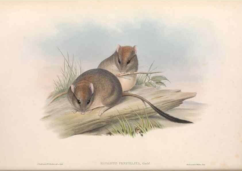 Reproducción/Reproduction 36768429906: The mammals of Australia.. London,Printed by Taylor and Francis, pub. by the author,1863.