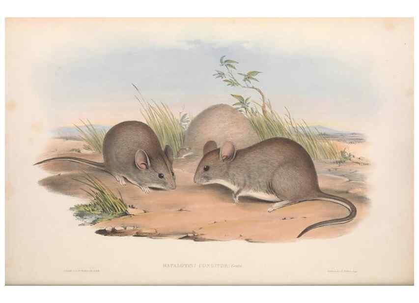Reproducción/Reproduction 36559634790: The mammals of Australia.. London,Printed by Taylor and Francis, pub. by the author,1863.