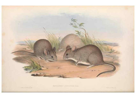 Reproducción/Reproduction 36559634790: The mammals of Australia.. London,Printed by Taylor and Francis, pub. by the author,1863.