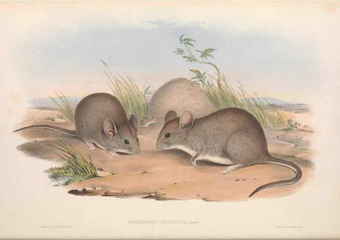 Reproducción/Reproduction 36559634790: The mammals of Australia.. London,Printed by Taylor and Francis, pub. by the author,1863.