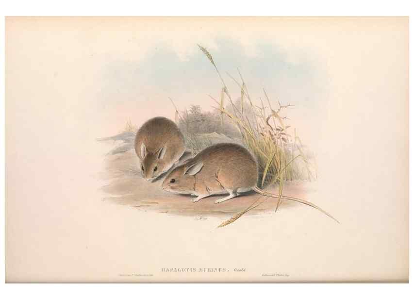 Reproducción/Reproduction 36559649430: The mammals of Australia.. London,Printed by Taylor and Francis, pub. by the author,1863.
