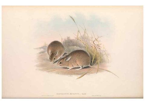 Reproducción/Reproduction 36559649430: The mammals of Australia.. London,Printed by Taylor and Francis, pub. by the author,1863.
