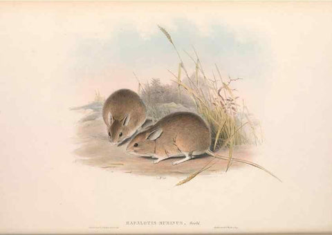 Reproducción/Reproduction 36559649430: The mammals of Australia.. London,Printed by Taylor and Francis, pub. by the author,1863.
