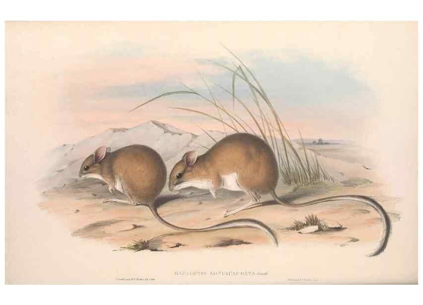 Reproducción/Reproduction 36559652480: The mammals of Australia.. London,Printed by Taylor and Francis, pub. by the author,1863.