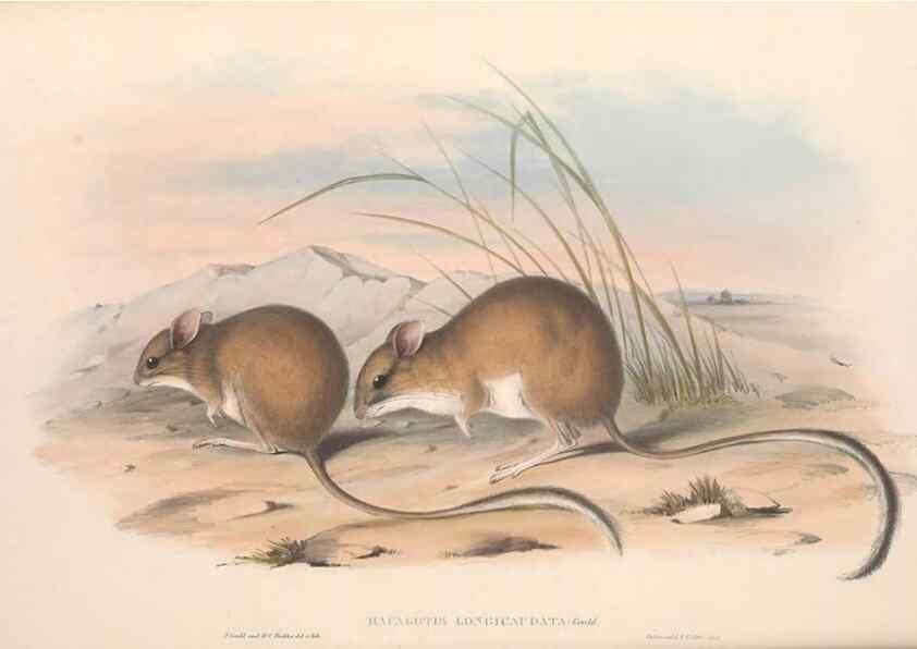 Reproducción/Reproduction 36559652480: The mammals of Australia.. London,Printed by Taylor and Francis, pub. by the author,1863.