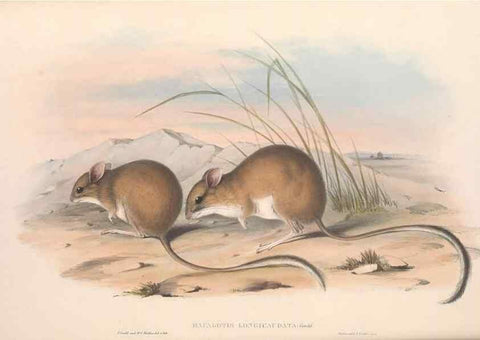 Reproducción/Reproduction 36559652480: The mammals of Australia.. London,Printed by Taylor and Francis, pub. by the author,1863.
