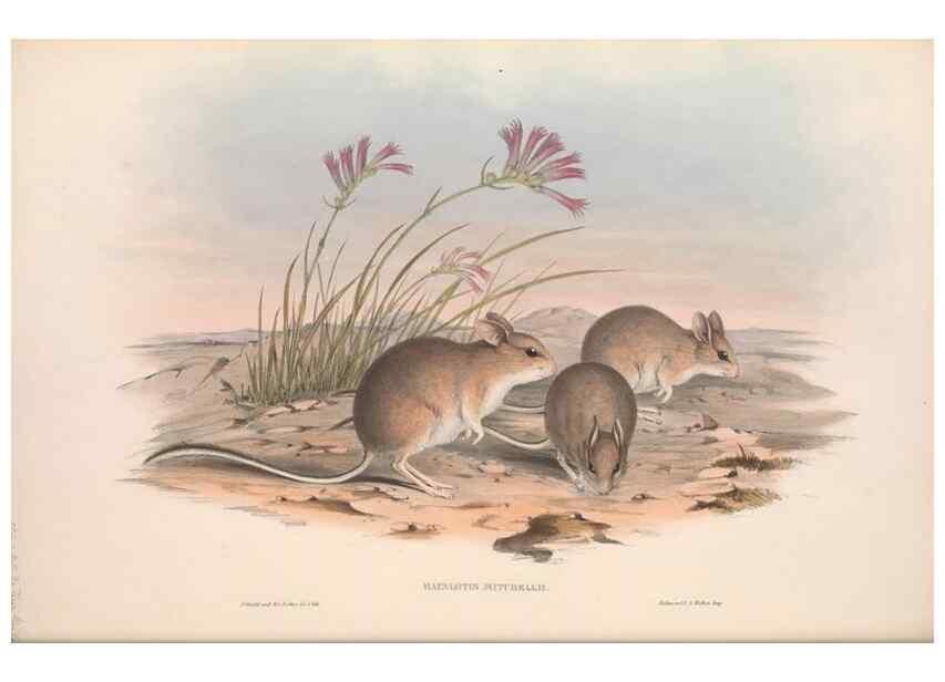 Reproducción/Reproduction 36559655220: The mammals of Australia.. London,Printed by Taylor and Francis, pub. by the author,1863.