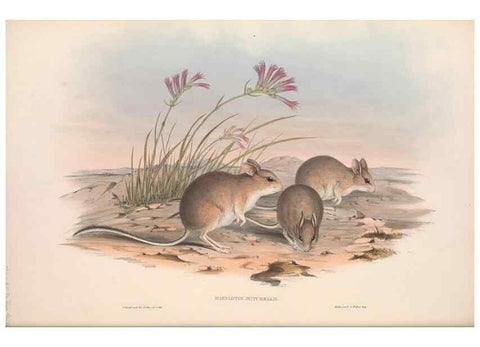 Reproducción/Reproduction 36559655220: The mammals of Australia.. London,Printed by Taylor and Francis, pub. by the author,1863.