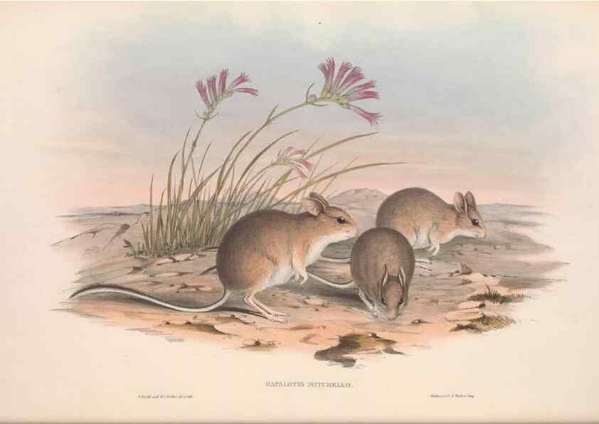 Reproducción/Reproduction 36559655220: The mammals of Australia.. London,Printed by Taylor and Francis, pub. by the author,1863.