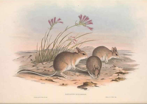 Reproducción/Reproduction 36559655220: The mammals of Australia.. London,Printed by Taylor and Francis, pub. by the author,1863.