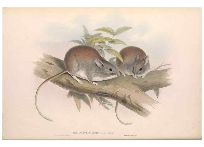 Reproducción/Reproduction 36768422046: The mammals of Australia.. London,Printed by Taylor and Francis, pub. by the author,1863.