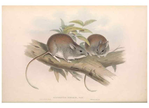 Reproducción/Reproduction 36768422046: The mammals of Australia.. London,Printed by Taylor and Francis, pub. by the author,1863.