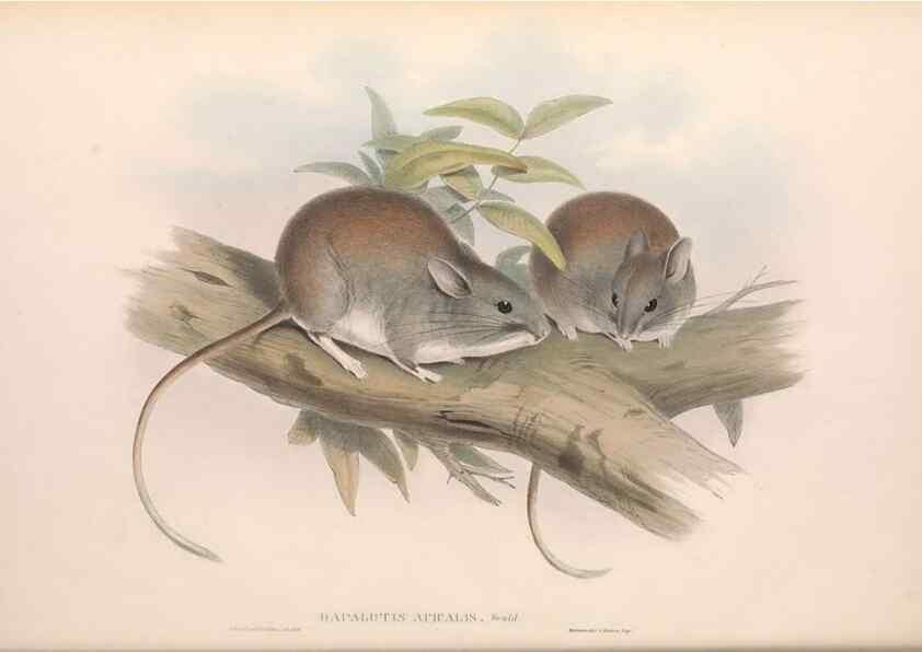 Reproducción/Reproduction 36768422046: The mammals of Australia.. London,Printed by Taylor and Francis, pub. by the author,1863.