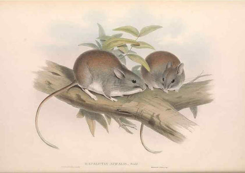 Reproducción/Reproduction 36768422046: The mammals of Australia.. London,Printed by Taylor and Francis, pub. by the author,1863.
