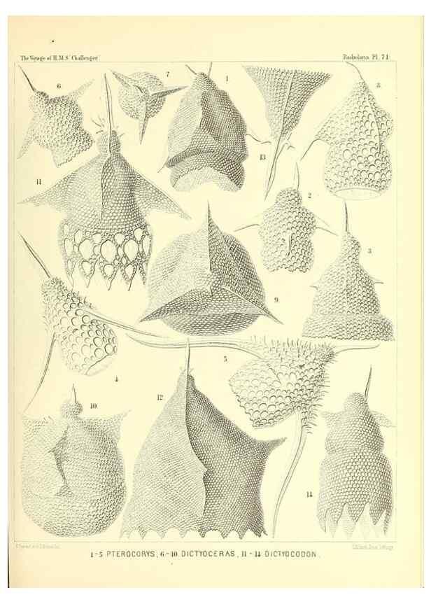 Reproducción/Reproduction 36283723063: Report on the scientific results of the voyage of H.M.S. Challenger during the years 1873-76 under the command of Captain George S. Nares .... Edinburgh :Neill,1880-1895.