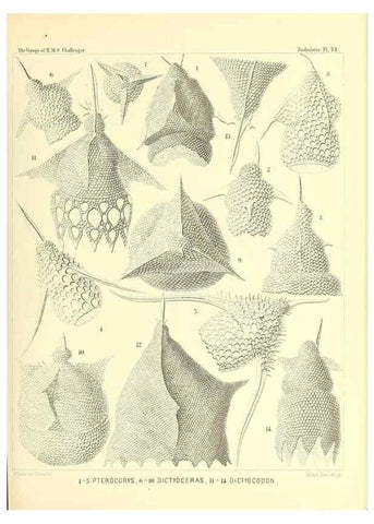 Reproducción/Reproduction 36283723063: Report on the scientific results of the voyage of H.M.S. Challenger during the years 1873-76 under the command of Captain George S. Nares .... Edinburgh :Neill,1880-1895.