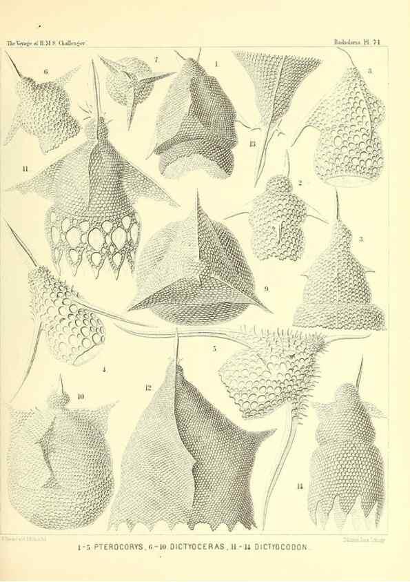 Reproducción/Reproduction 36283723063: Report on the scientific results of the voyage of H.M.S. Challenger during the years 1873-76 under the command of Captain George S. Nares .... Edinburgh :Neill,1880-1895.
