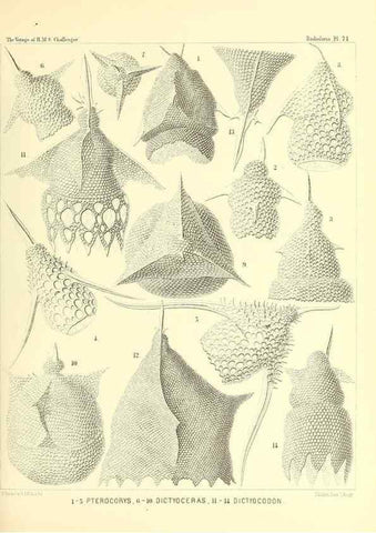 Reproducción/Reproduction 36283723063: Report on the scientific results of the voyage of H.M.S. Challenger during the years 1873-76 under the command of Captain George S. Nares .... Edinburgh :Neill,1880-1895.