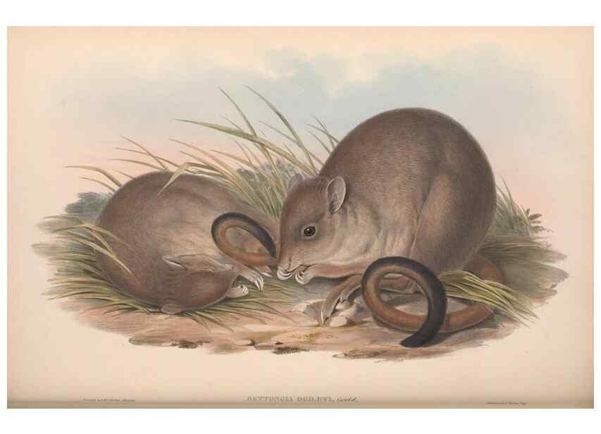 Reproducción/Reproduction 36784347872: The mammals of Australia.. London,Printed by Taylor and Francis, pub. by the author,1863.
