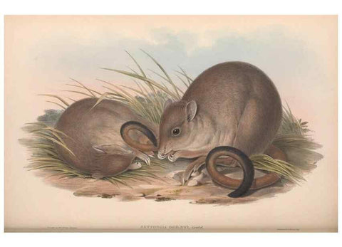 Reproducción/Reproduction 36784347872: The mammals of Australia.. London,Printed by Taylor and Francis, pub. by the author,1863.