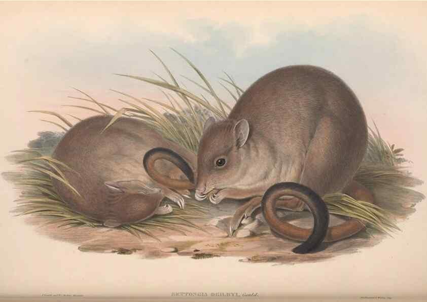 Reproducción/Reproduction 36784347872: The mammals of Australia.. London,Printed by Taylor and Francis, pub. by the author,1863.