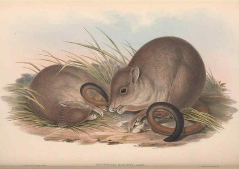 Reproducción/Reproduction 36784347872: The mammals of Australia.. London,Printed by Taylor and Francis, pub. by the author,1863.