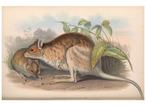 Reproducción/Reproduction 36784344232: The mammals of Australia.. London,Printed by Taylor and Francis, pub. by the author,1863.