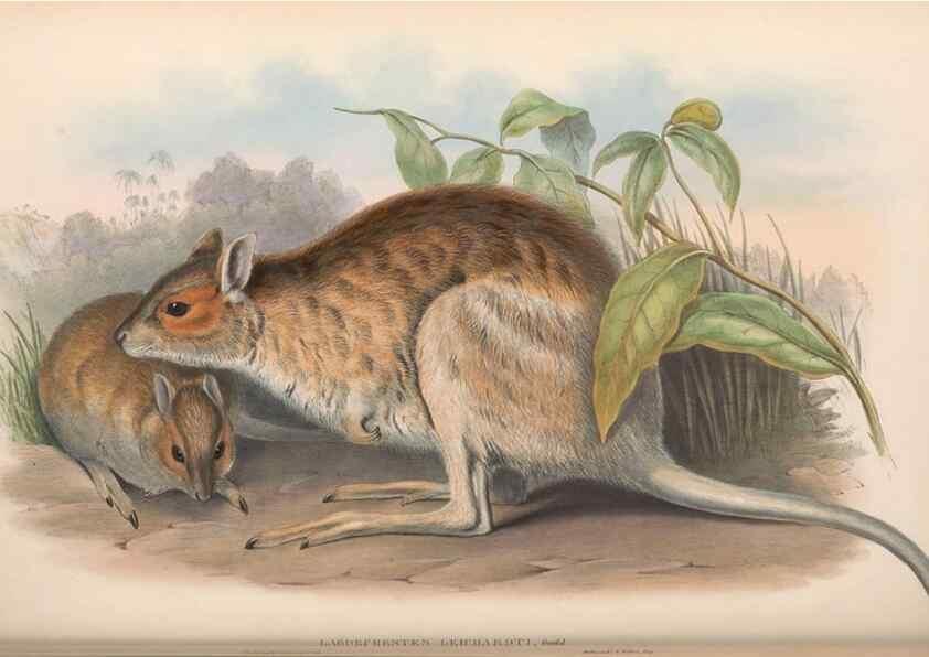 Reproducción/Reproduction 36784344232: The mammals of Australia.. London,Printed by Taylor and Francis, pub. by the author,1863.