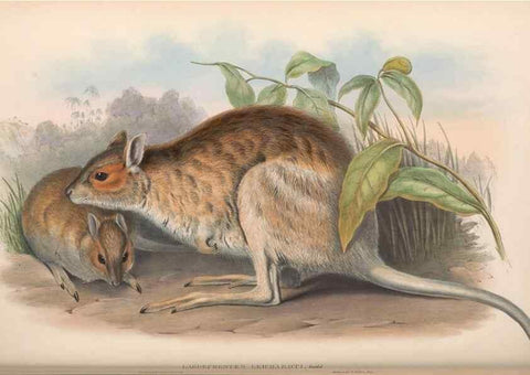 Reproducción/Reproduction 36784344232: The mammals of Australia.. London,Printed by Taylor and Francis, pub. by the author,1863.