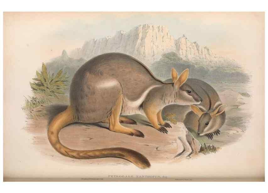 Reproducción/Reproduction 36784317532: The mammals of Australia.. London,Printed by Taylor and Francis, pub. by the author,1863.