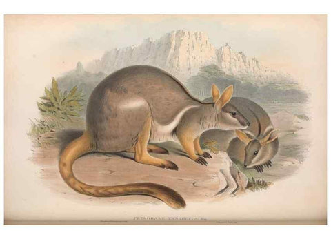 Reproducción/Reproduction 36784317532: The mammals of Australia.. London,Printed by Taylor and Francis, pub. by the author,1863.