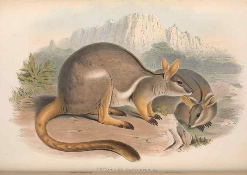 Reproducción/Reproduction 36784317532: The mammals of Australia.. London,Printed by Taylor and Francis, pub. by the author,1863.