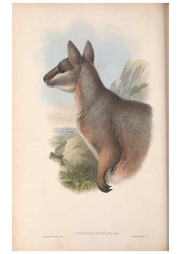 Reproducción/Reproduction 36784318972: The mammals of Australia.. London,Printed by Taylor and Francis, pub. by the author,1863.