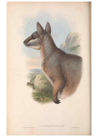 Reproducción/Reproduction 36784318972: The mammals of Australia.. London,Printed by Taylor and Francis, pub. by the author,1863.