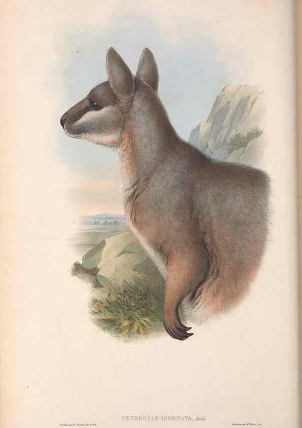Reproducción/Reproduction 36784318972: The mammals of Australia.. London,Printed by Taylor and Francis, pub. by the author,1863.