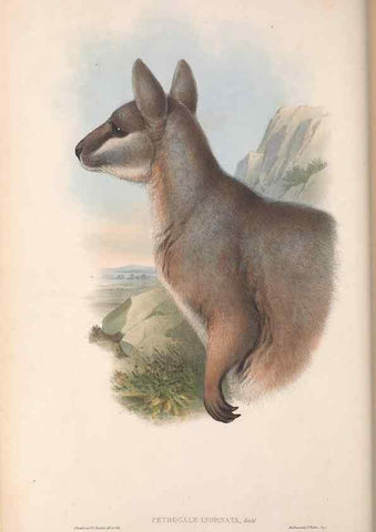 Reproducción/Reproduction 36784318972: The mammals of Australia.. London,Printed by Taylor and Francis, pub. by the author,1863.