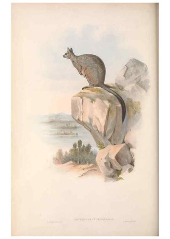 Reproducción/Reproduction 36784320332: The mammals of Australia.. London,Printed by Taylor and Francis, pub. by the author,1863.