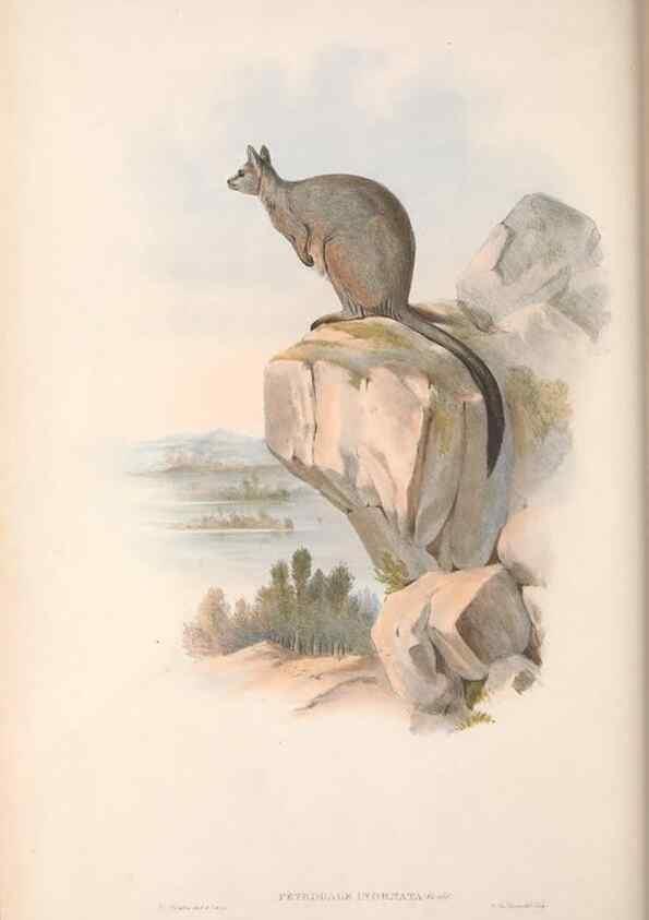 Reproducción/Reproduction 36784320332: The mammals of Australia.. London,Printed by Taylor and Francis, pub. by the author,1863.
