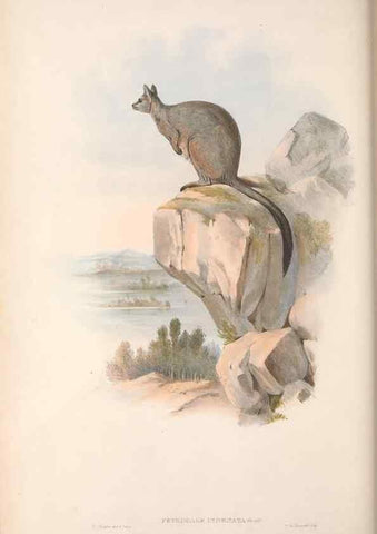Reproducción/Reproduction 36784320332: The mammals of Australia.. London,Printed by Taylor and Francis, pub. by the author,1863.