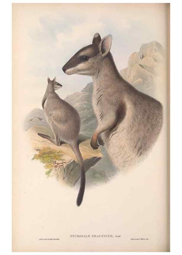 Reproducción/Reproduction 36784321632: The mammals of Australia.. London,Printed by Taylor and Francis, pub. by the author,1863.
