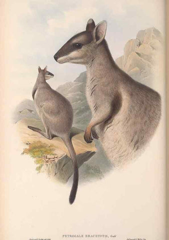 Reproducción/Reproduction 36784321632: The mammals of Australia.. London,Printed by Taylor and Francis, pub. by the author,1863.
