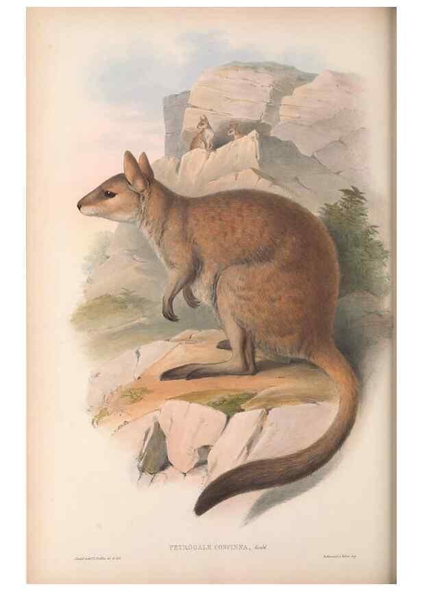 Reproducción/Reproduction 36784323262: The mammals of Australia.. London,Printed by Taylor and Francis, pub. by the author,1863.