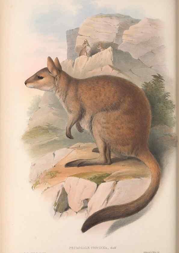 Reproducción/Reproduction 36784323262: The mammals of Australia.. London,Printed by Taylor and Francis, pub. by the author,1863.