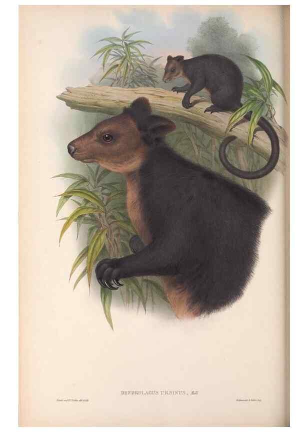 Reproducción/Reproduction 36784324612: The mammals of Australia.. London,Printed by Taylor and Francis, pub. by the author,1863.