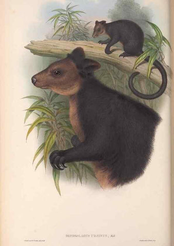 Reproducción/Reproduction 36784324612: The mammals of Australia.. London,Printed by Taylor and Francis, pub. by the author,1863.