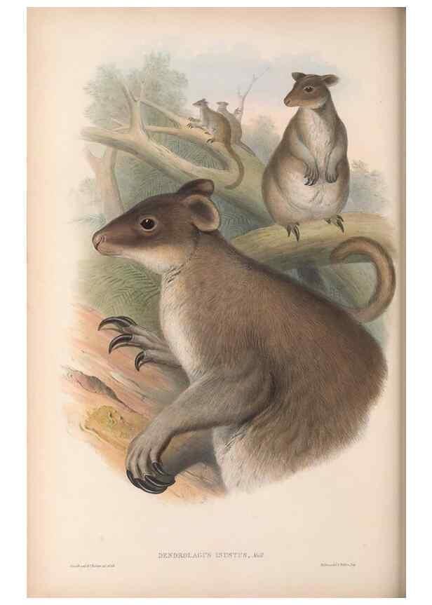 Reproducción/Reproduction 36784326252: The mammals of Australia.. London,Printed by Taylor and Francis, pub. by the author,1863.